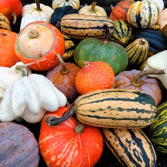 Gresskar plante Plante gresskar